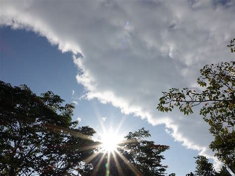 雲樹